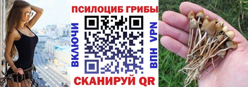 купить наркоту  Судак  Галлюциногенные грибы мицелий 
